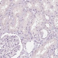 Anti-MUC12 antibody produced in rabbit 