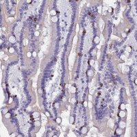 Anti-MUC13 antibody produced in rabbit 