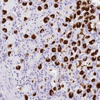 Anti-MUC21 antibody produced in rabbit 