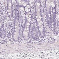 Anti-MUC5AC antibody produced in rabbit 