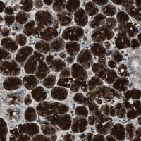 Anti-MUC7 antibody produced in rabbit 