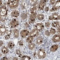 Anti-MUCL1 antibody produced in rabbit 