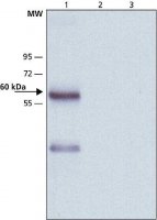Anti-Mucolipin-2 (C-terminal) antibody produced in rabbit 