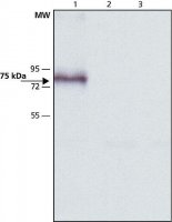 Anti-Mucolipin-3 (C-terminal) antibody produced in rabbit 