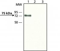 Anti-Mucolipin-3 (N-terminal) antibody produced in rabbit 