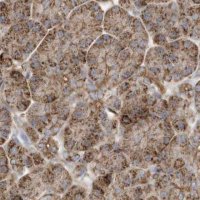 Anti-MUT antibody produced in rabbit 