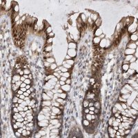 Anti-MXI1 antibody produced in rabbit 