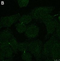 Anti-Myc tag Antibody, clone 4A6 ZooMAb Mouse Monoclonal 