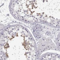 Anti-MYCBPAP antibody produced in rabbit 