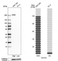 Anti-MYH10 antibody produced in rabbit 