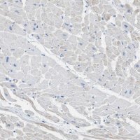 Anti-MYH11 antibody produced in rabbit 