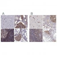 Anti-MYH9 antibody produced in rabbit 