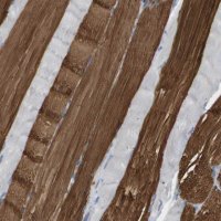 Anti-MYL3 antibody produced in rabbit 