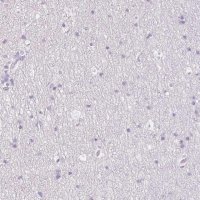 Anti-MYL4 antibody produced in rabbit 