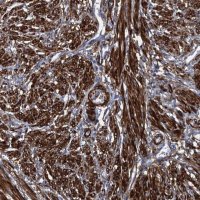 Anti-MYLK antibody produced in rabbit 