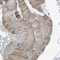 Anti-MYO18A antibody produced in rabbit 