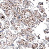 Anti-MYO1B antibody produced in rabbit 