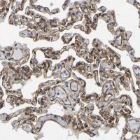 Anti-MYO1C antibody produced in rabbit 