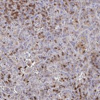 Anti-MYO1F antibody produced in rabbit 