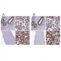 Anti-MYO5B antibody produced in rabbit 