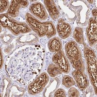 Anti-MYO6 antibody produced in rabbit 