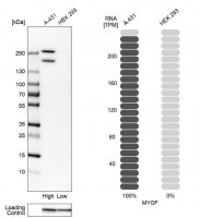 Anti-MYOF antibody produced in rabbit 