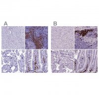 Anti-MZB1 antibody produced in rabbit HPA043745-100UL