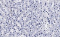 Anti-N-Cadherin Antibody, clone 3H17 ZooMAb Rabbit Monoclonal 