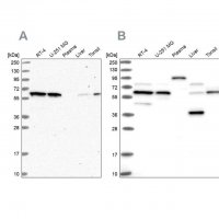 Anti-NAE1 antibody produced in rabbit 