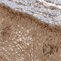 Anti-NAF1 antibody produced in rabbit 