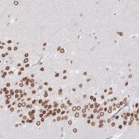 Anti-NANP antibody produced in rabbit 