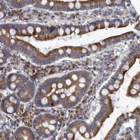 Anti-NAT16 antibody produced in rabbit 