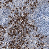 Anti-NAT9 antibody produced in rabbit HPA021820-100UL