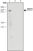 Anti-NAV3 (C-terminal) antibody produced in rabbit 