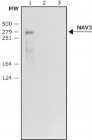 Anti-NAV3 (N-terminal) antibody produced in rabbit 
