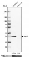 Anti-NAXE antibody produced in rabbit 