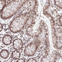 Anti-NCBP2 antibody produced in rabbit HPA044850-100UL