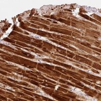 Anti-NDUFA1 antibody produced in rabbit 