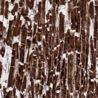Anti-NDUFA7 antibody produced in rabbit 