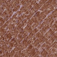 Anti-NDUFB10 antibody produced in rabbit 