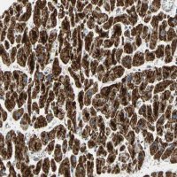 Anti-NDUFB5 antibody produced in rabbit 