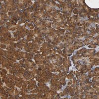 Anti-NDUFS3 antibody produced in rabbit 