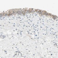 Anti-NECTIN4 antibody produced in rabbit 