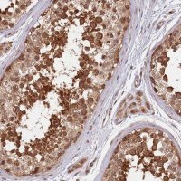 Anti-NEDD1 antibody produced in rabbit 