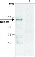 Anti-Nedd9 (C-terminal) antibody produced in rabbit 