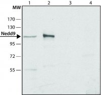 Anti-Nedd9 antibody produced in rabbit 