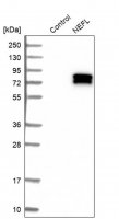 Anti-NEFL antibody produced in rabbit 