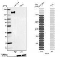 Anti-NEFM antibody produced in rabbit 