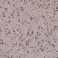 Anti-NELFA antibody produced in rabbit 