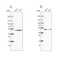 Anti-NELFE antibody produced in rabbit 